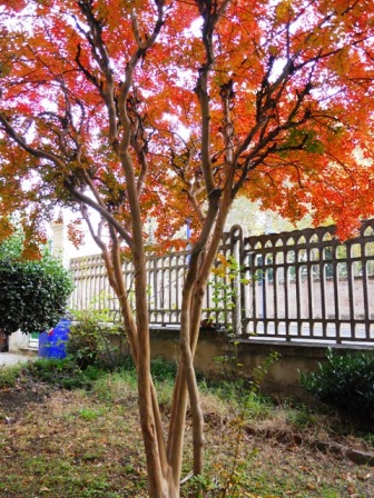 Lagerstroemia indica